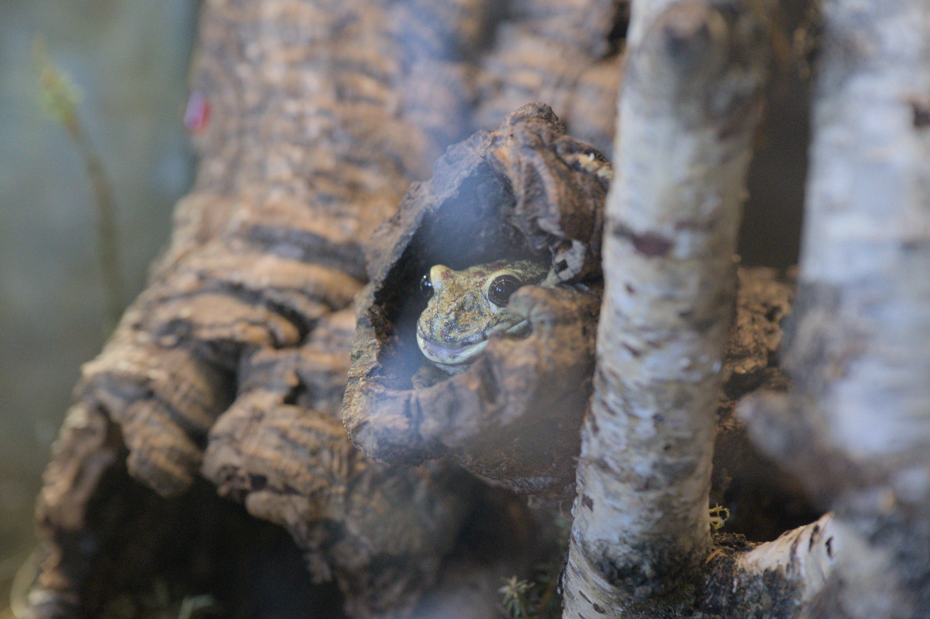 2025/10/12 - zoo/DSC_0166.jpg